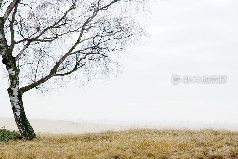 荷兰风景:冬季石南桦树(Hoge Veluwe)